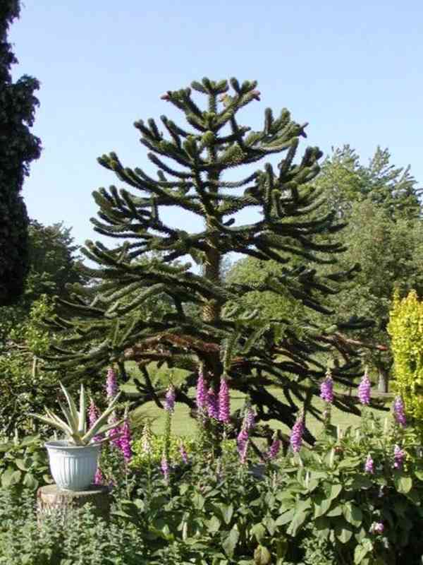 sazenice Araucaria araucana - blahočet chilský - foto 1