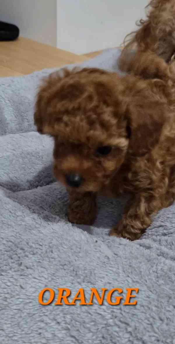 Zbývají 2 štěňata, štěňata toy pudla, červená. - foto 5