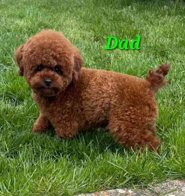 Zbývají 2 štěňata, štěňata toy pudla, červená. - foto 4