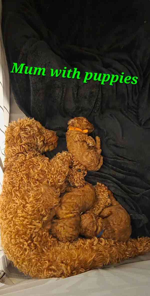 Zbývají 2 štěňata, štěňata toy pudla, červená. - foto 3