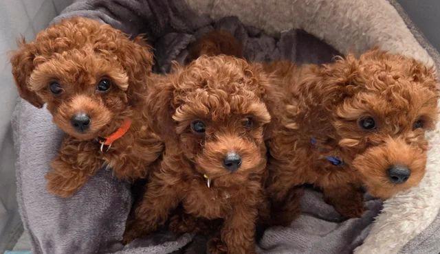 Zbývají 2 štěňata, štěňata toy pudla, červená.