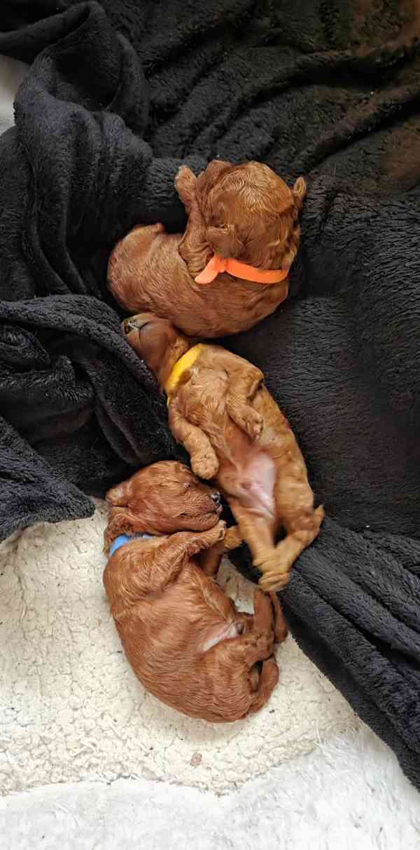 Zbývají 2 štěňata, štěňata toy pudla, červená. - foto 2