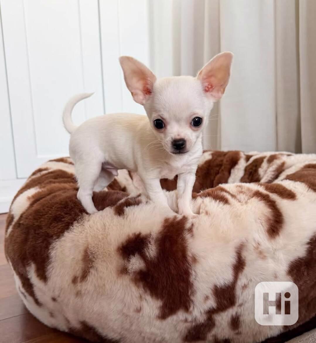 Civava štěňátka bez pp - foto 1