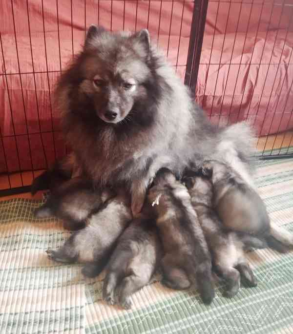 Německý špic vlčí  - foto 2