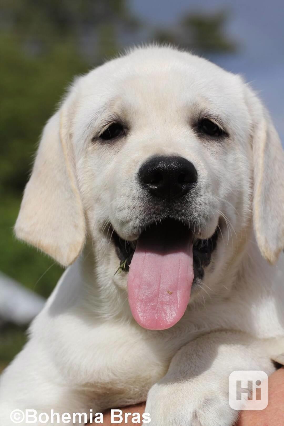 LABRADOR RETRIEVER – bílá holčička Sněženka - foto 1
