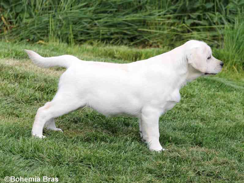 LABRADOR RETRIEVER – bílá holčička Sněženka - foto 8