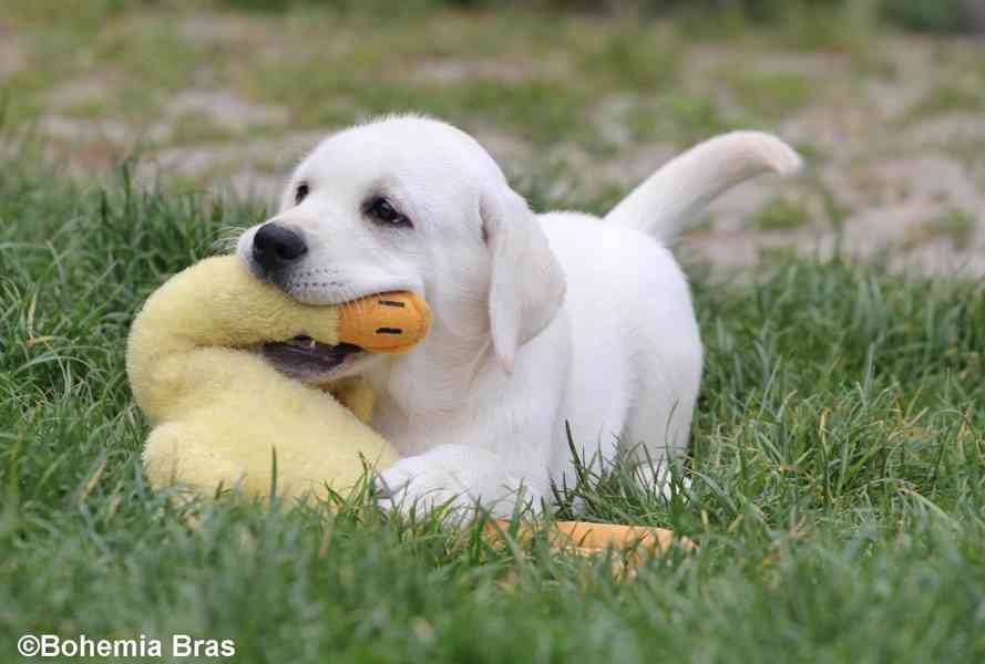 LABRADOR RETRIEVER – bílá holčička Sněženka - foto 7