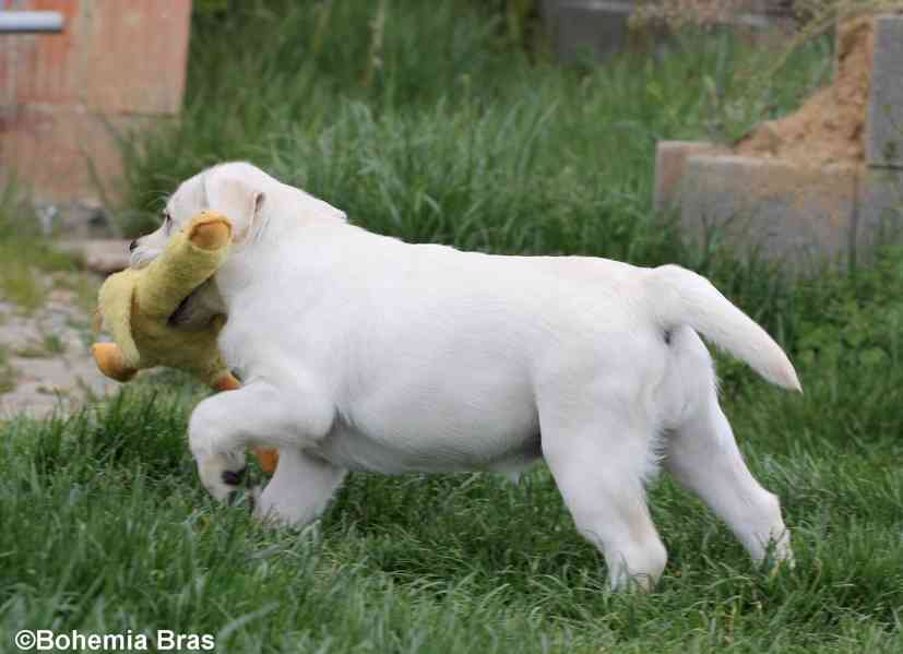 LABRADOR RETRIEVER – bílá holčička Sněženka - foto 6