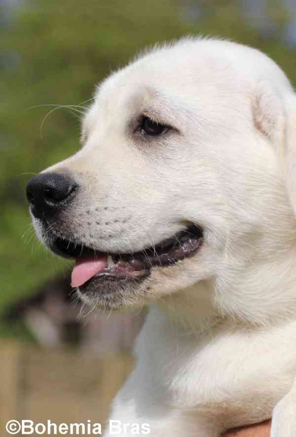 LABRADOR RETRIEVER – bílá holčička Sněženka - foto 10