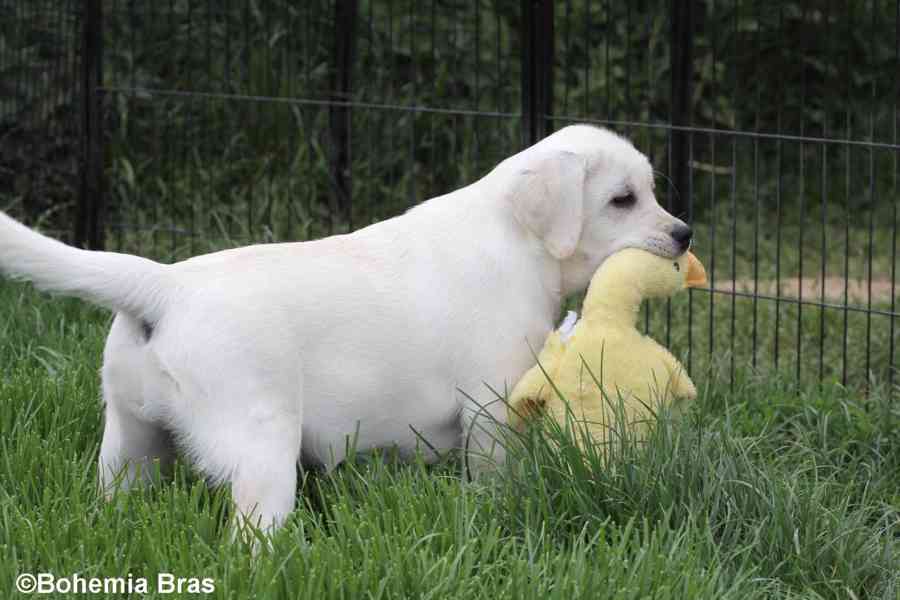 LABRADOR RETRIEVER – bílá holčička Sněženka - foto 2