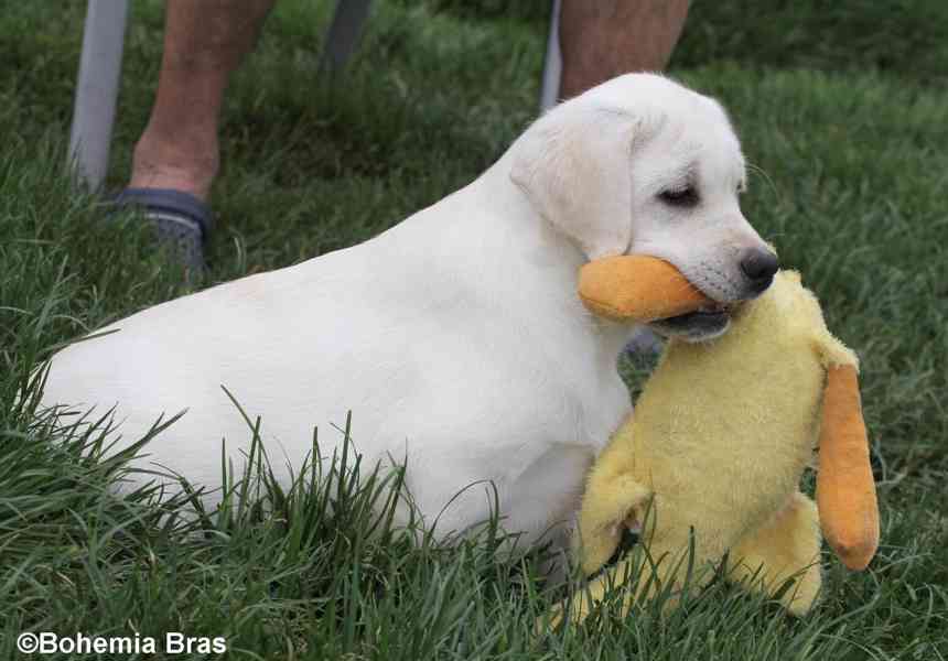 LABRADOR RETRIEVER – bílá holčička Sněženka - foto 3