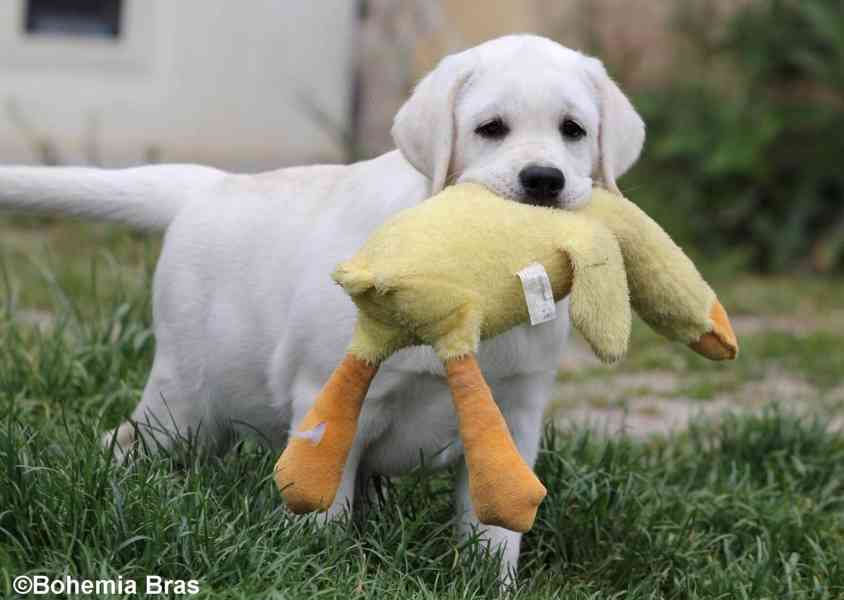 LABRADOR RETRIEVER – bílá holčička Sněženka - foto 4