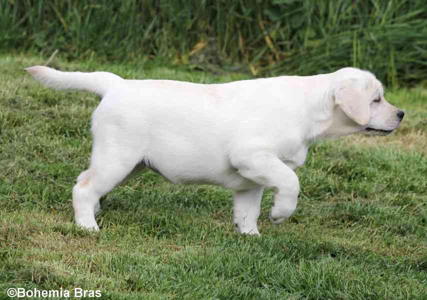 LABRADOR RETRIEVER – bílá holčička Sněženka - foto 9