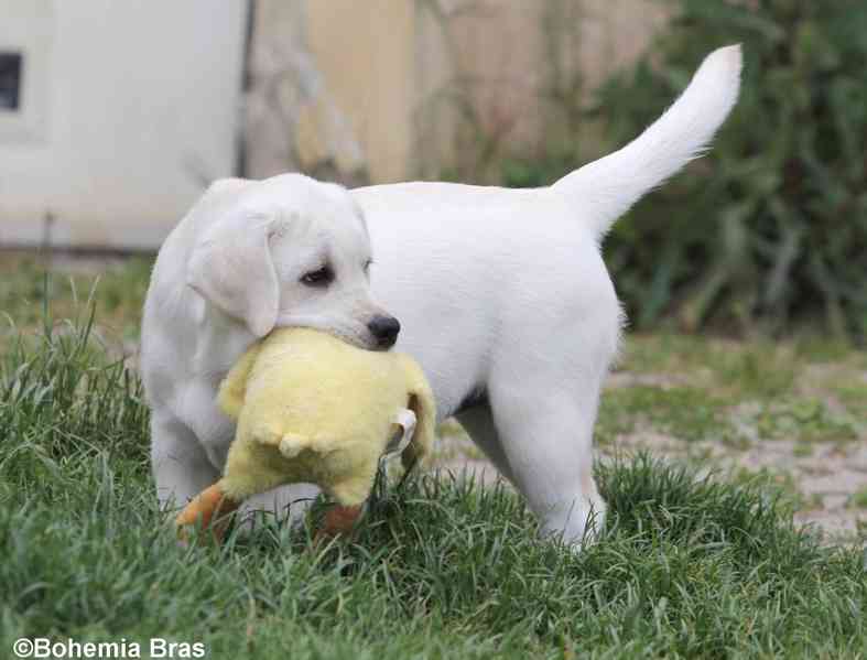 LABRADOR RETRIEVER – bílá holčička Sněženka - foto 5