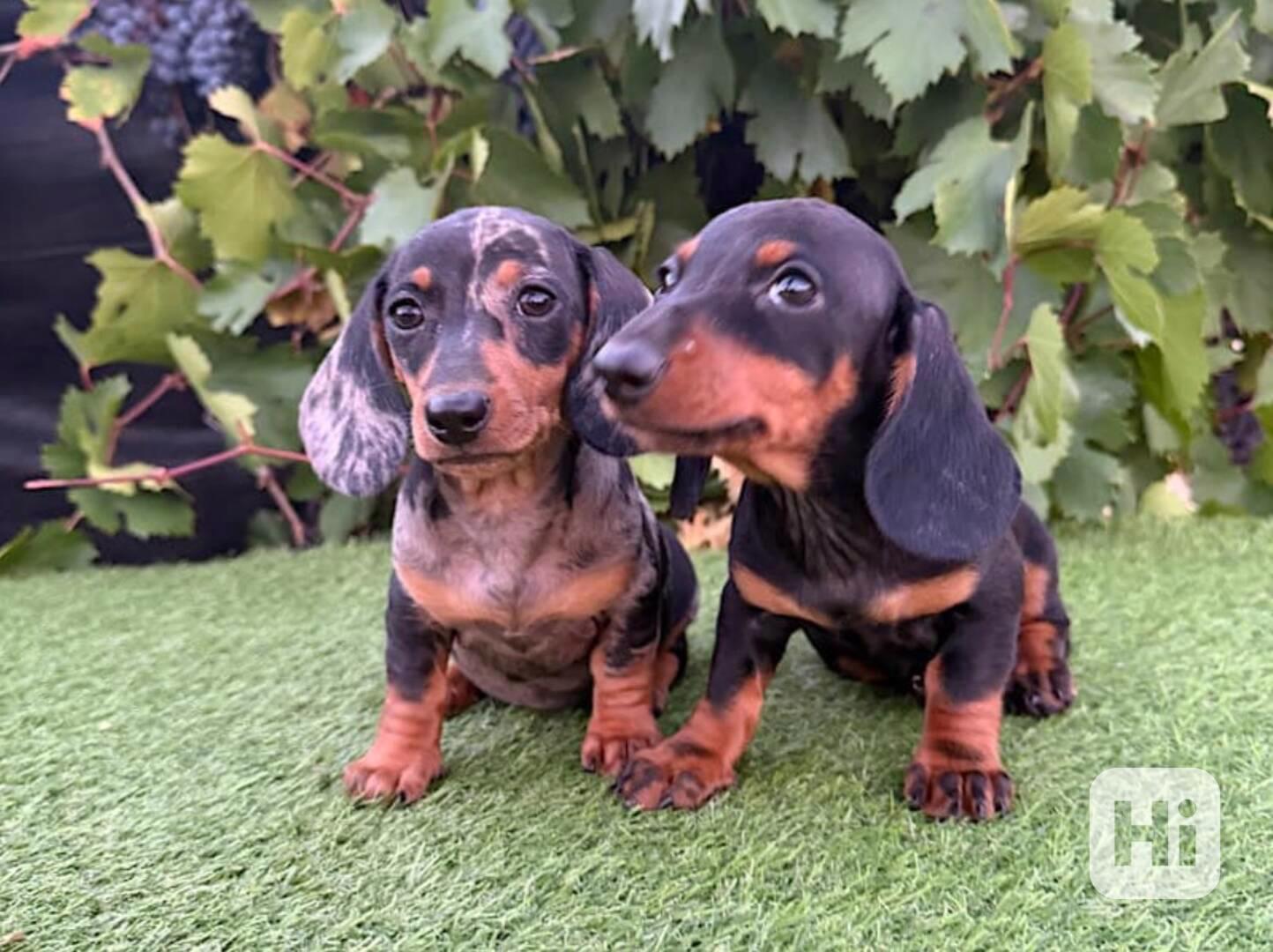 Jezevčík hladkosrstý trpasličí bez PP - foto 1