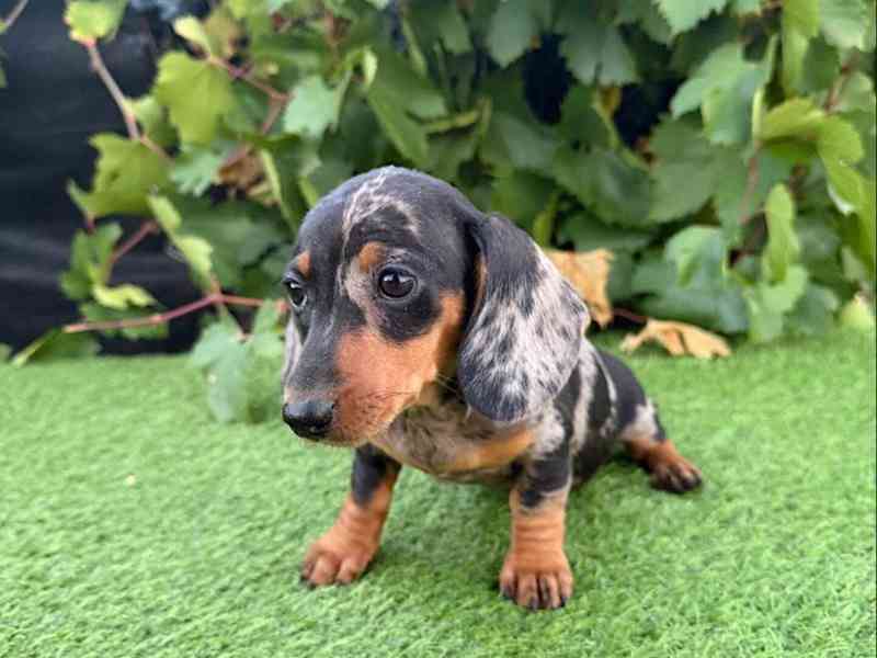 Jezevčík hladkosrstý trpasličí bez PP - foto 2