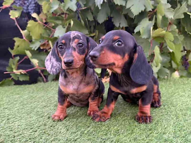 Jezevčík hladkosrstý trpasličí bez PP - foto 1