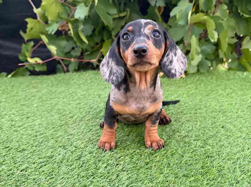 Jezevčík hladkosrstý trpasličí bez PP - foto 3