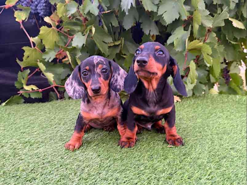 Jezevčík hladkosrstý trpasličí bez PP - foto 5