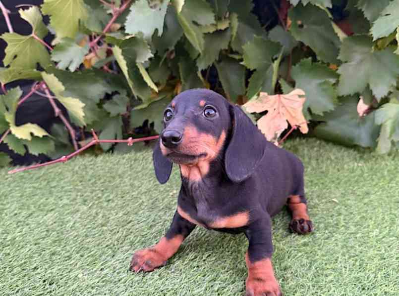 Jezevčík hladkosrstý trpasličí bez PP - foto 4