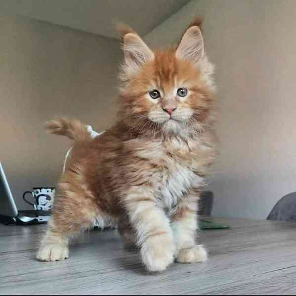  Rozkošná mainská mývalí koťátka nyní k bezplatné adopci - foto 1