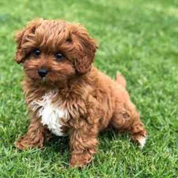 Registrovaná štěňata Cavapoo Naše ostříhaná štěňátka Cavapoo - foto 1