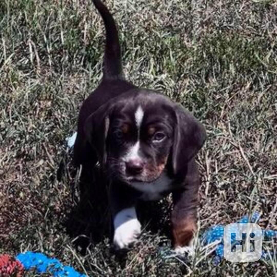 Beagle - foto 1