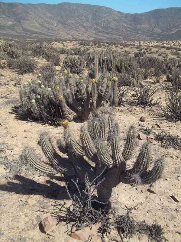 Kaktus Eulychnia breviflora - semena - foto 1