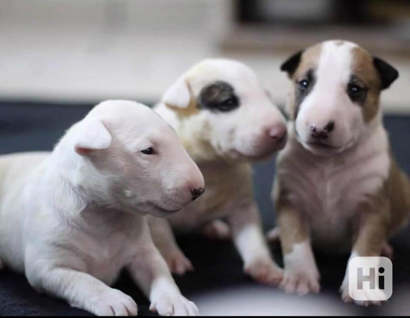 Nádherná štěňátka bulteriéra  - foto 1