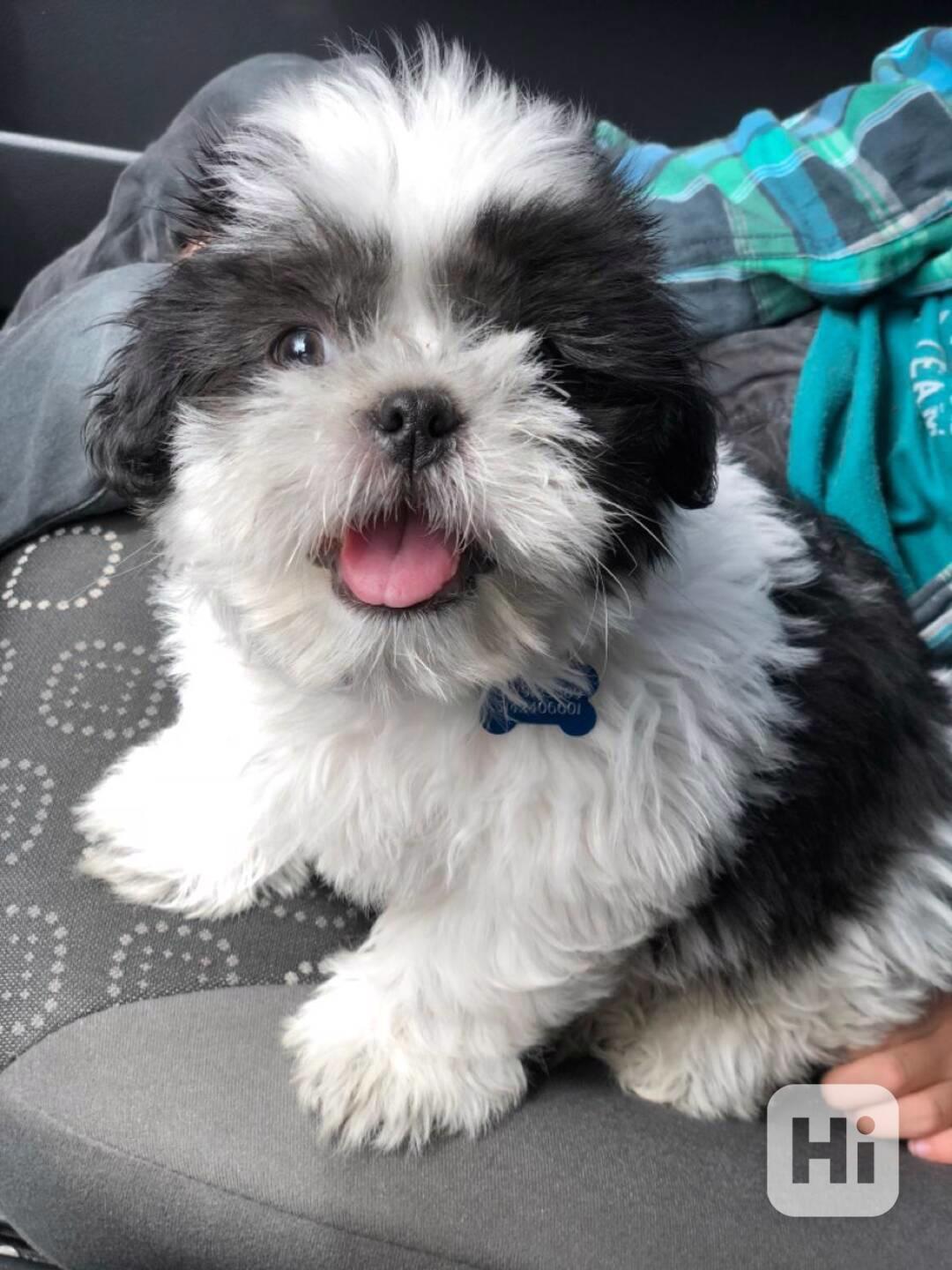 Shih-tzu - štěňata bez pp - foto 1