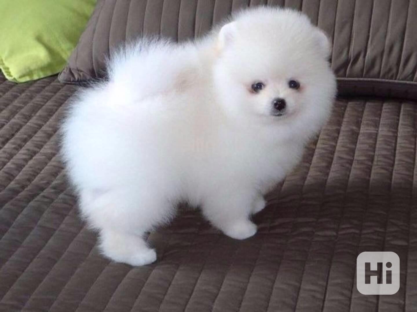 Štěňata pomeraniana hledají domov. - foto 1