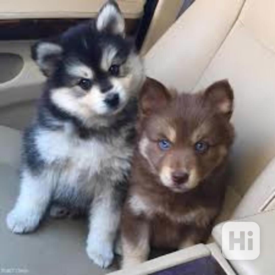 Čtyři pomsky štěňata k adopci dobrý temperament pes a fena  - foto 1
