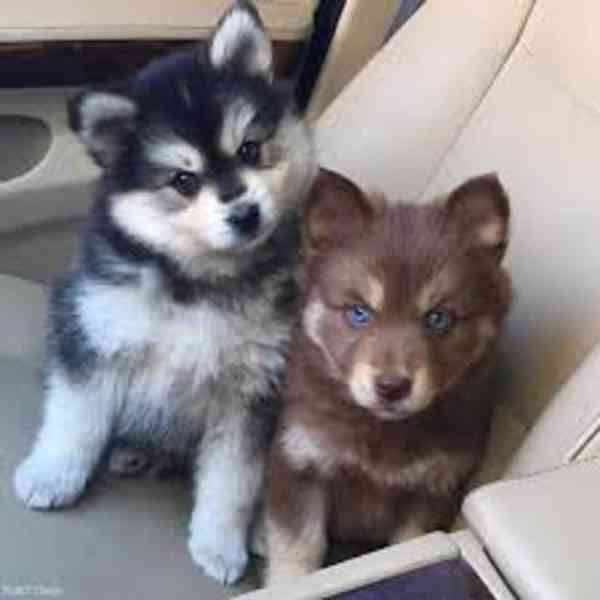 Čtyři pomsky štěňata k adopci dobrý temperament pes a fena  - foto 1