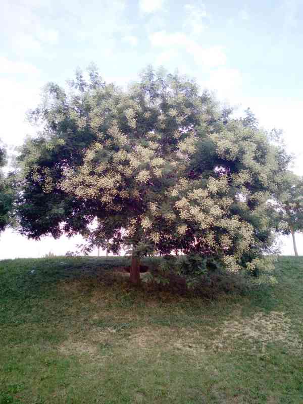 Jerlín japonský (Sophora japonica) - 70 - 100 cm - foto 1