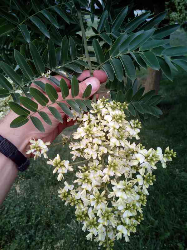 Jerlín japonský (Sophora japonica) - 70 - 100 cm - foto 2