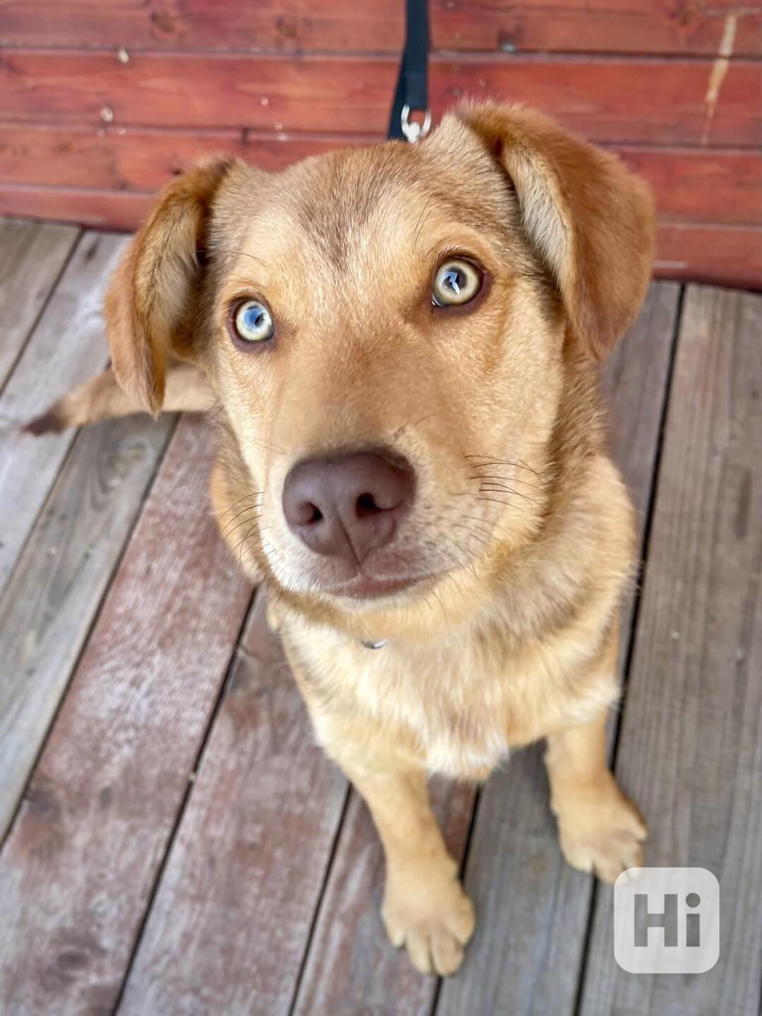 CARAMELO - štěně 7 měsíců, 15 kg  - foto 1