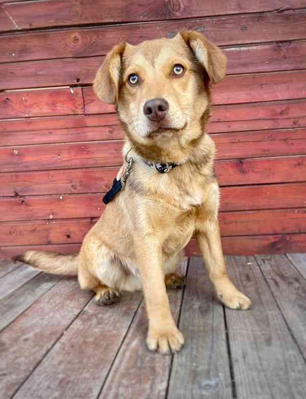 CARAMELO - štěně 7 měsíců, 15 kg  - foto 5