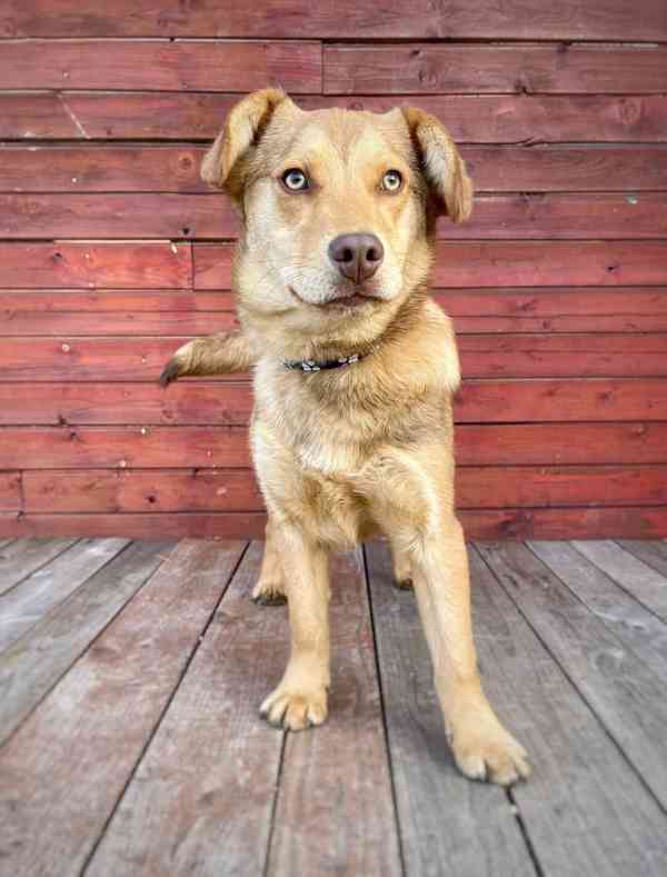 CARAMELO - štěně 7 měsíců, 15 kg  - foto 6