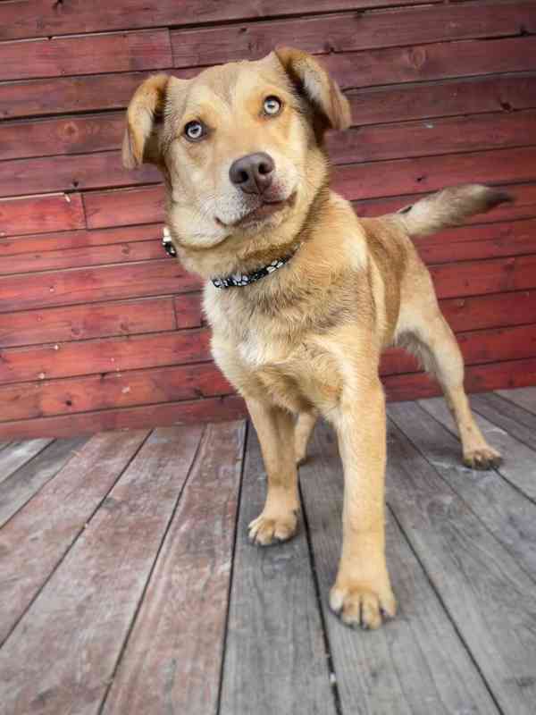 CARAMELO - štěně 7 měsíců, 15 kg  - foto 2