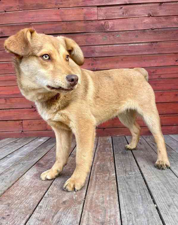 CARAMELO - štěně 7 měsíců, 15 kg  - foto 3