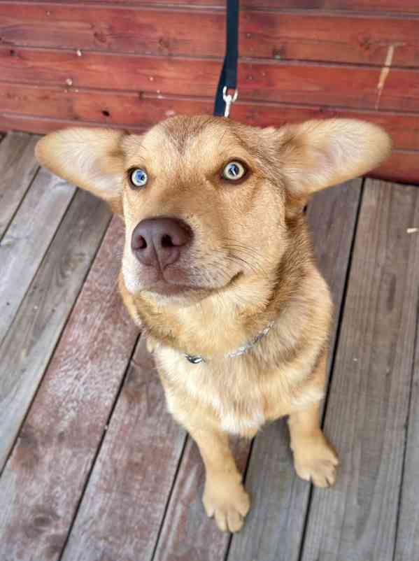 CARAMELO - štěně 7 měsíců, 15 kg  - foto 4