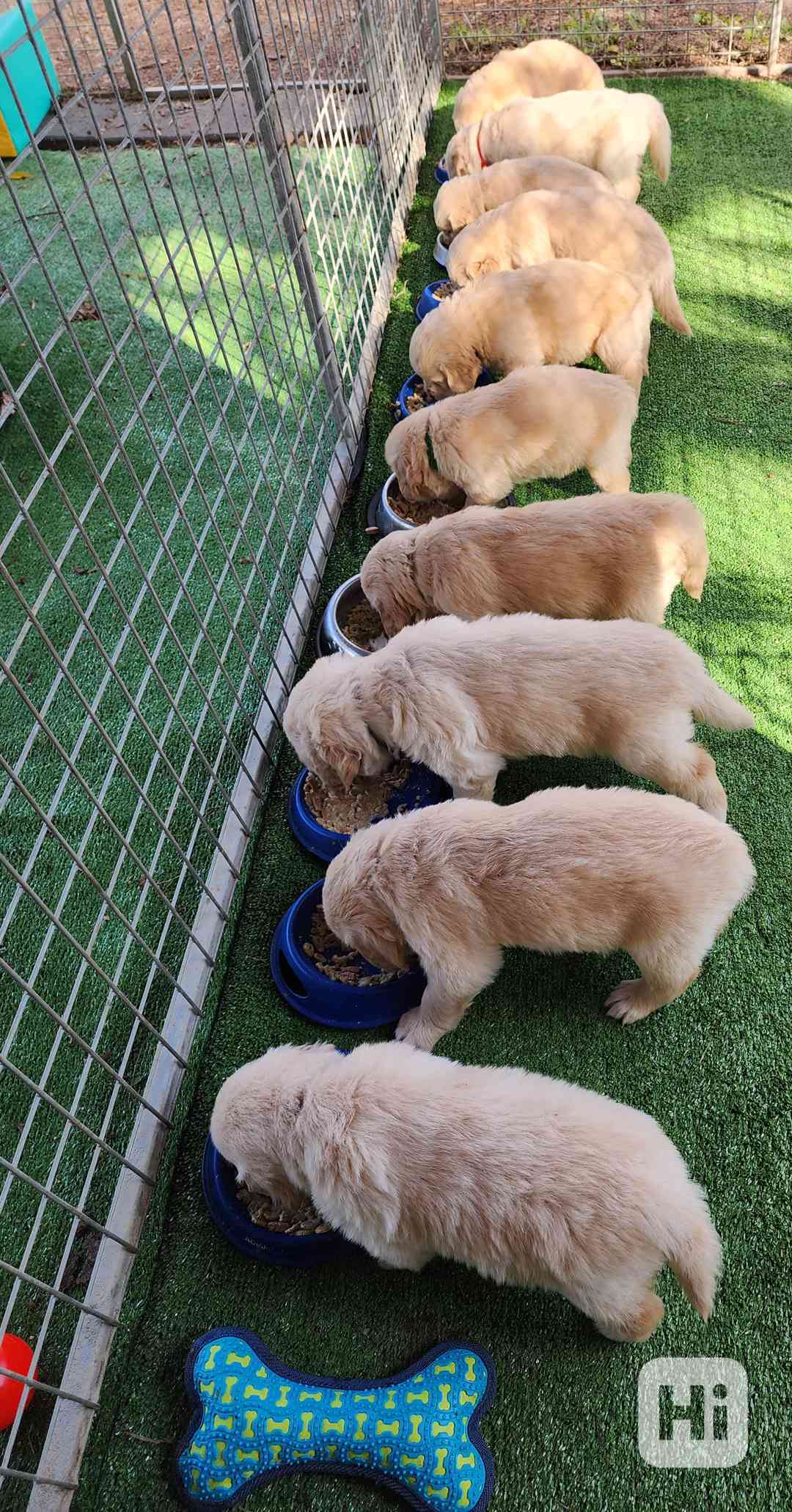 štěňata zlatého retrívra k adopci,, - foto 1