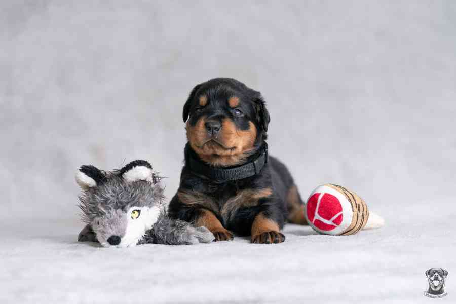 Štěňata rotvajler s PP - Rottweiler - štěně RTW - foto 2