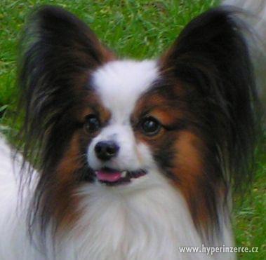 Papillon - štěňata - foto 1