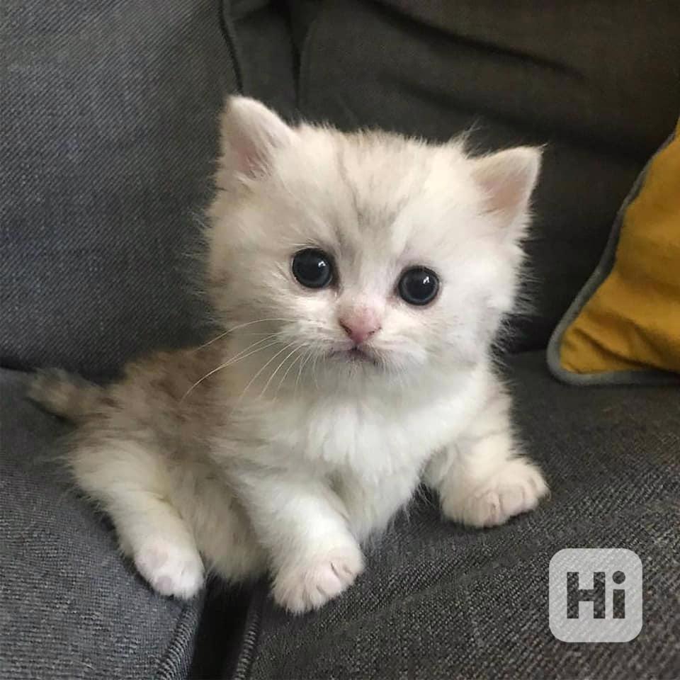 Perská kocka pro bezplatnou adopci    - foto 1