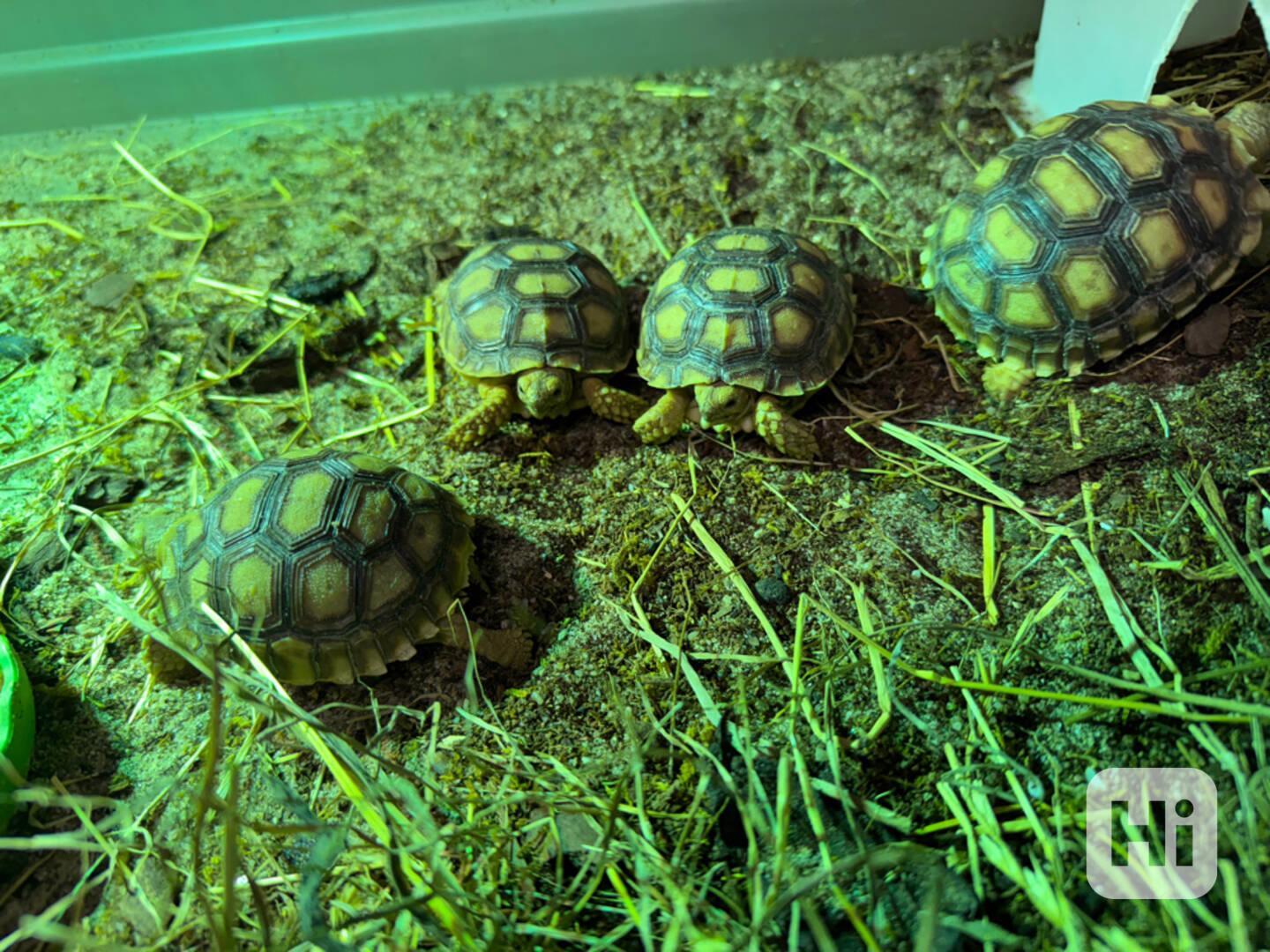 Sulcata Tortoise chovaná v zajetí na prodej - foto 1