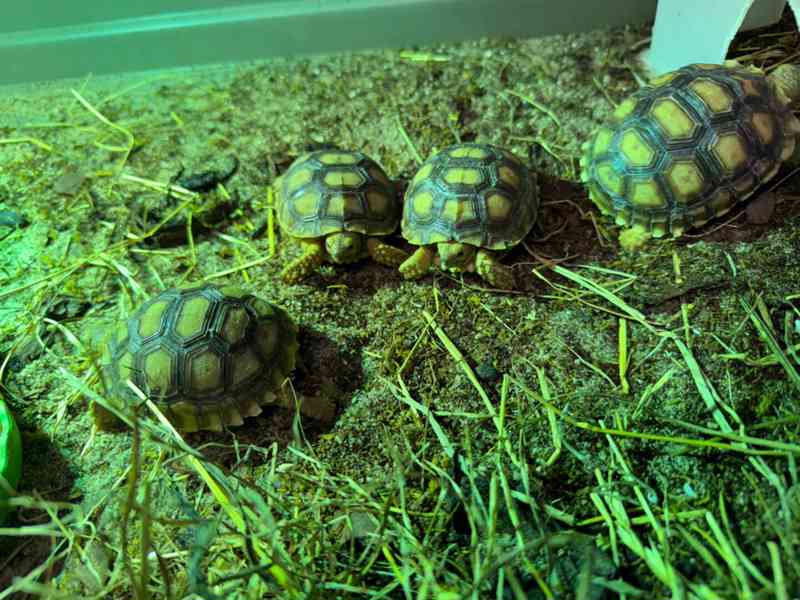 Sulcata Tortoise chovaná v zajetí na prodej - foto 1
