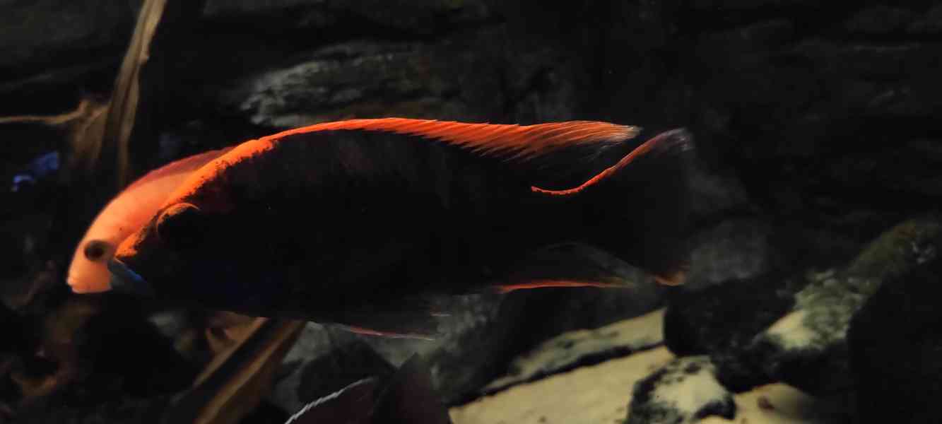 Tlamovci Malawi  - foto 33