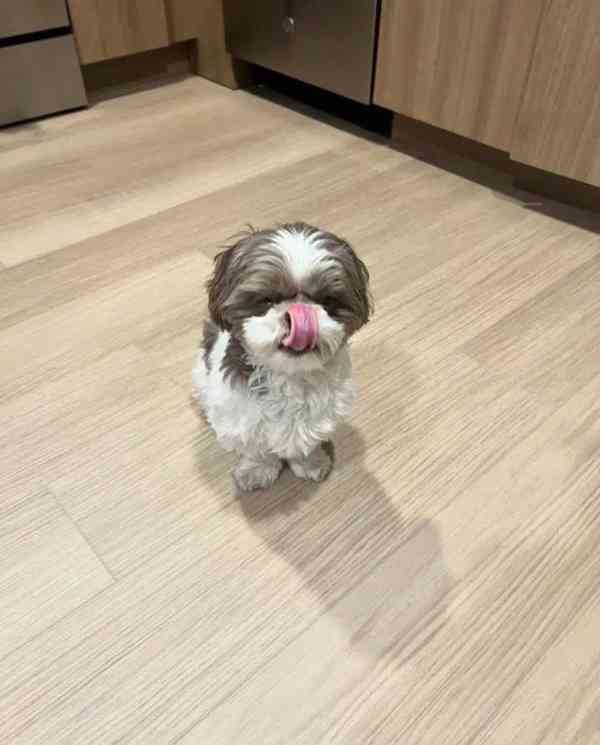 Štěňata Shih Tzu WhatsApp +34 691 11 04 90