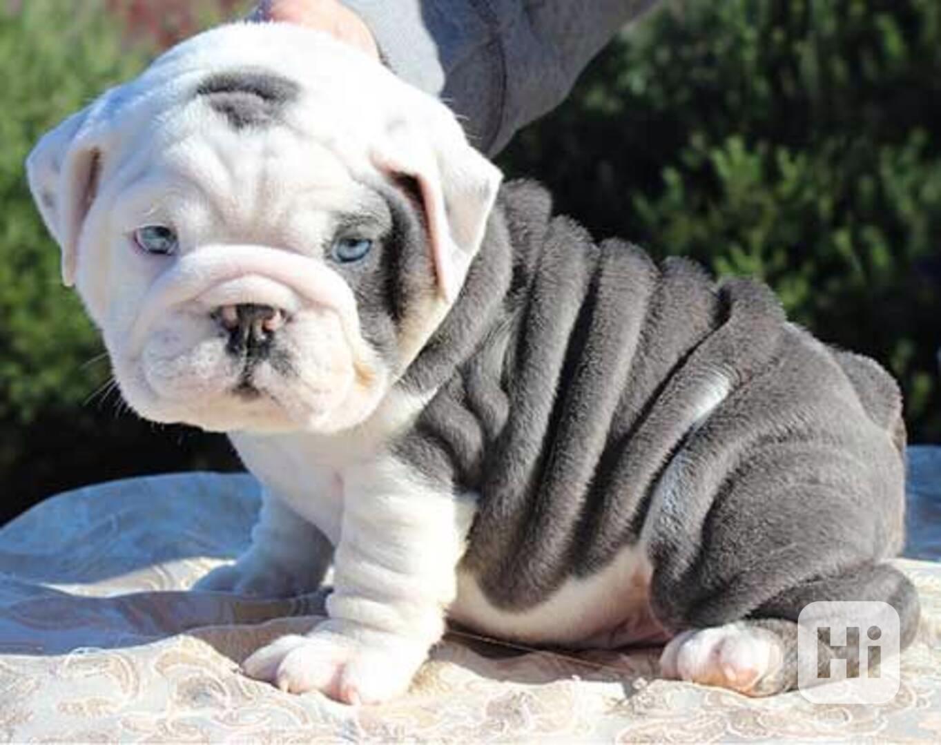 Štěňata anglického buldoka - foto 1